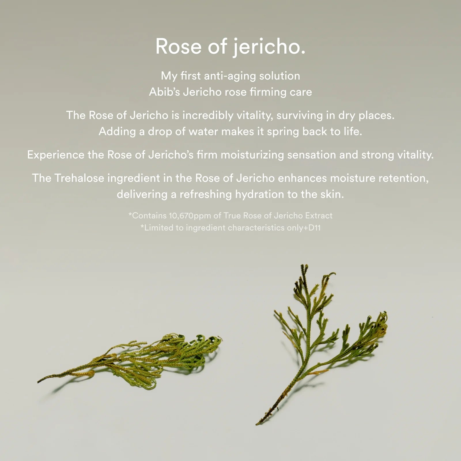 Abib - Jericho Rose Collagen Pad Firming Touch, 60pads