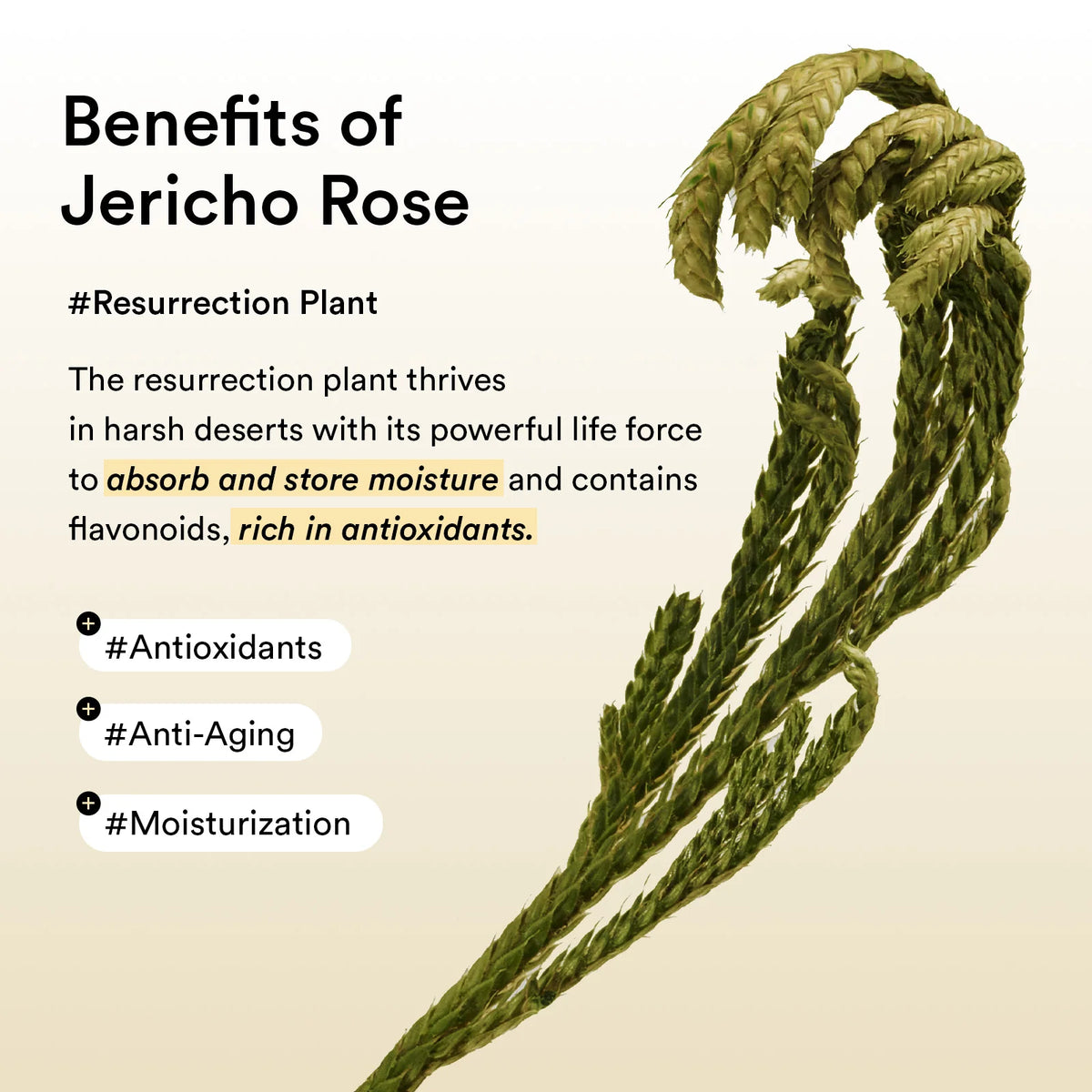 Abib - Collagen Eye Patch Jericho Rose Jelly (60 Patches)